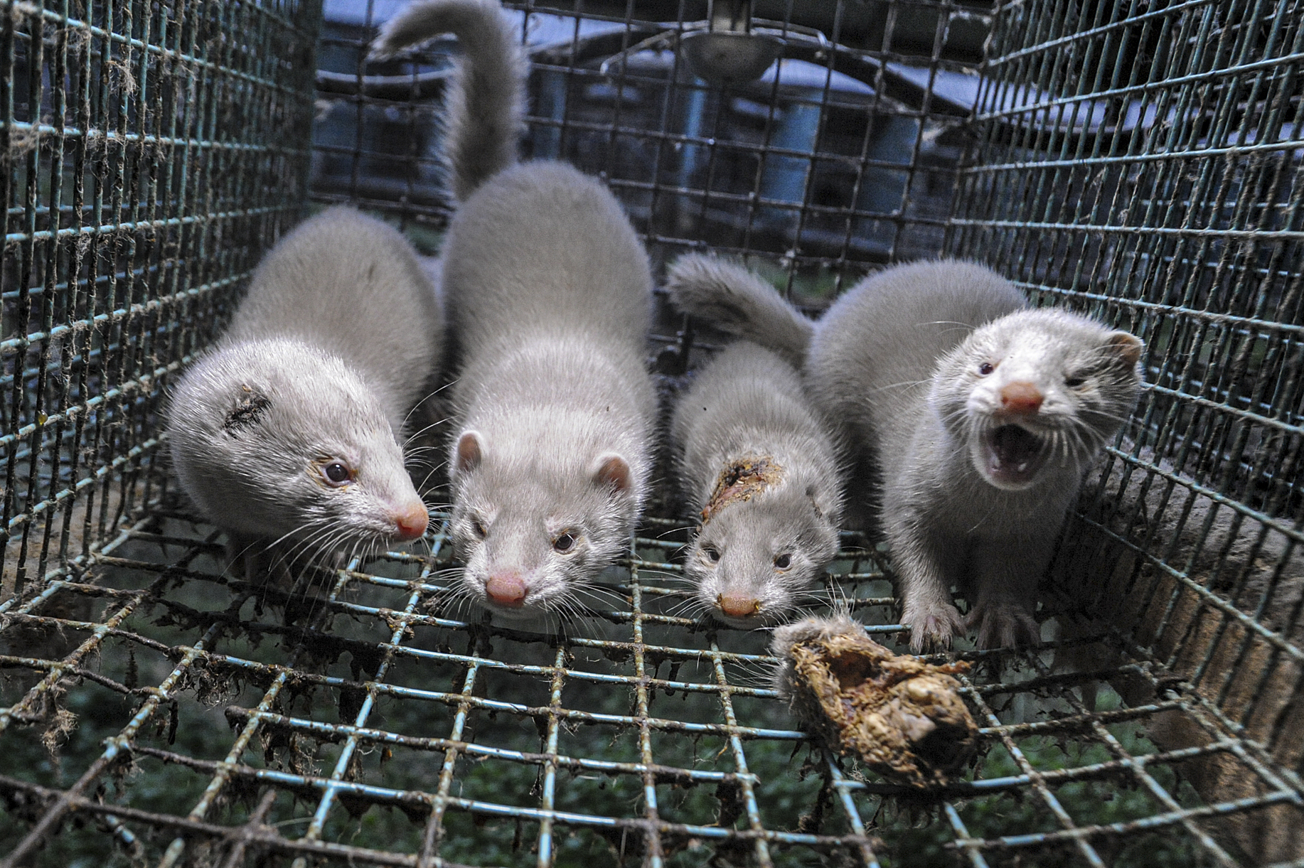 Mink frequently wound and cannibalize one another in the cramped conditions of fur farms. Sweden.