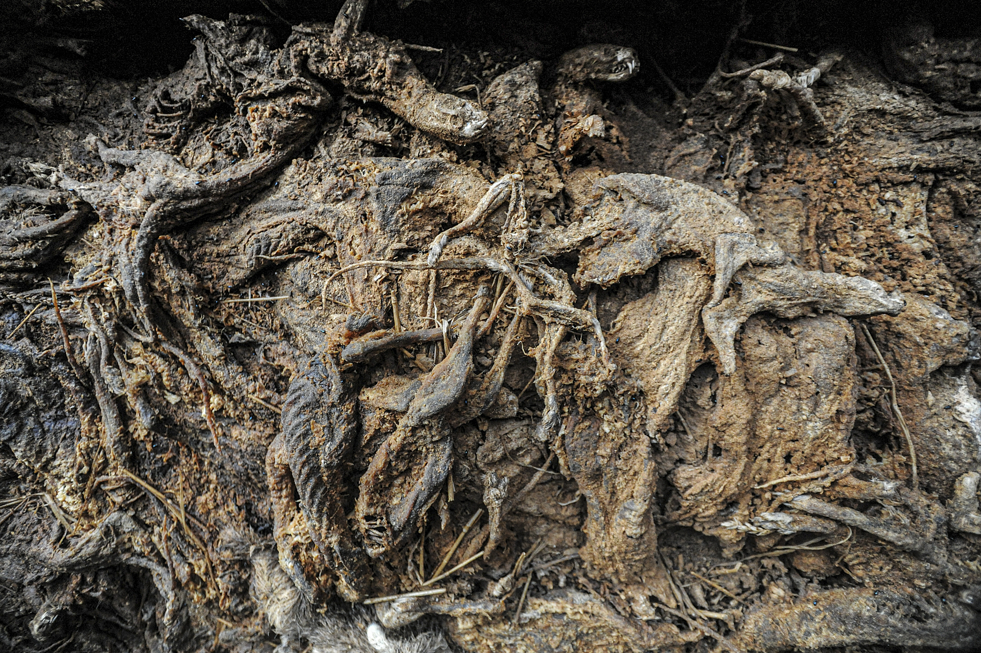 Thousands of illegally disposed and decomposing mink bodies at a fur farm in Sweden.