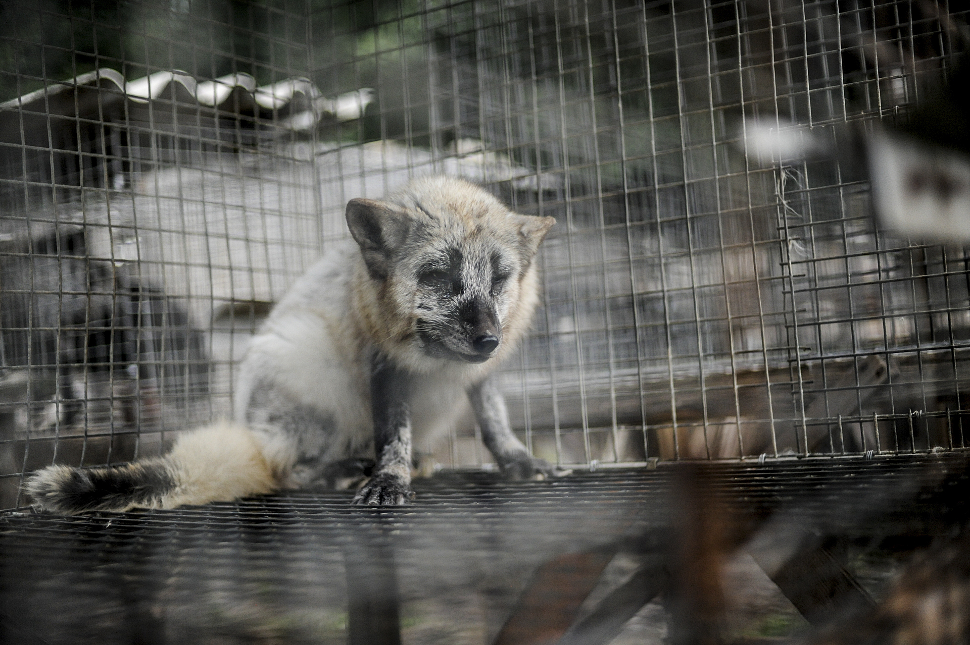 A calico fox in a fur farm. Location undisclosed.