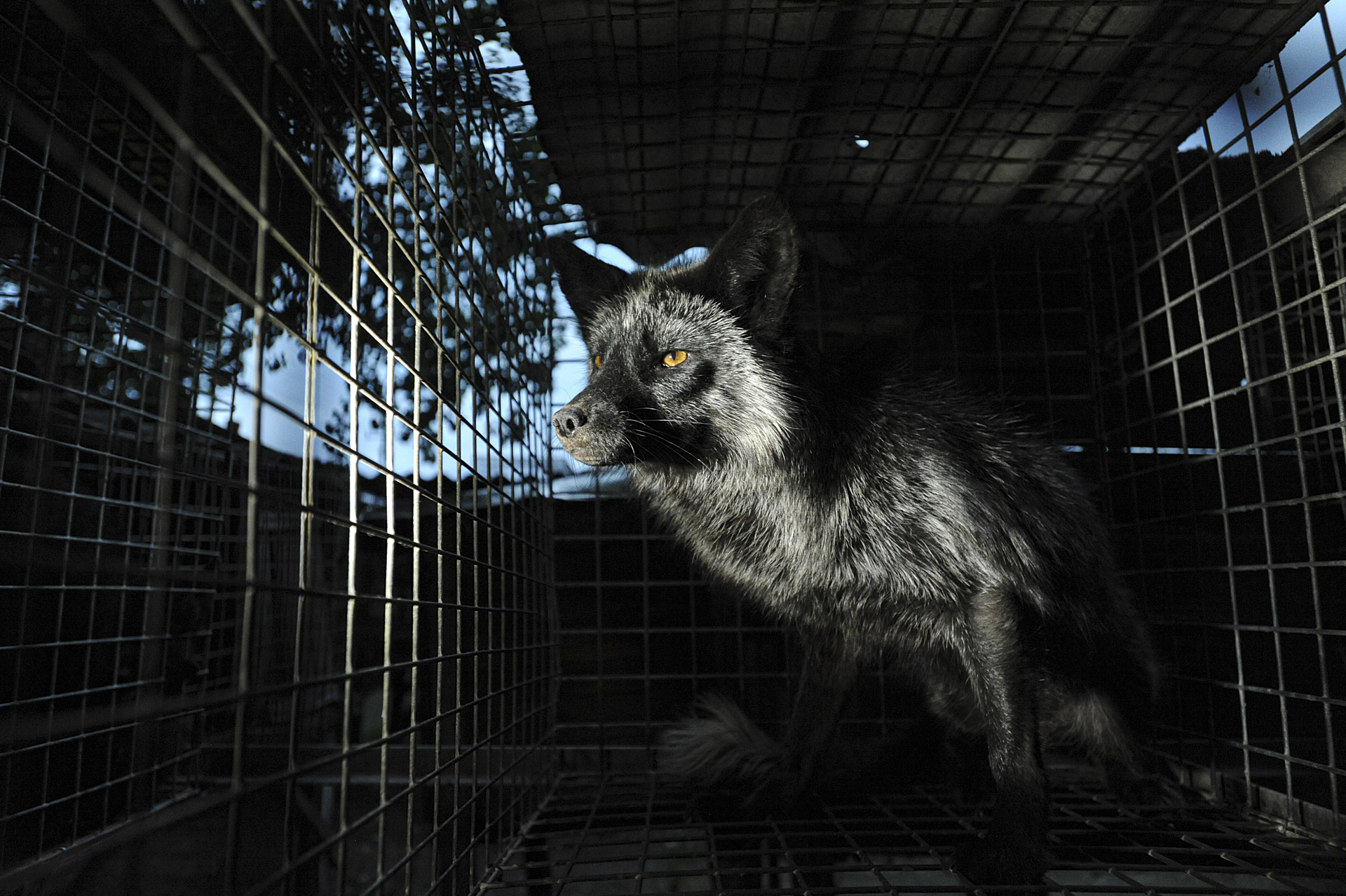 A silver fox in a small cage at a fur farm. Location undisclosed.