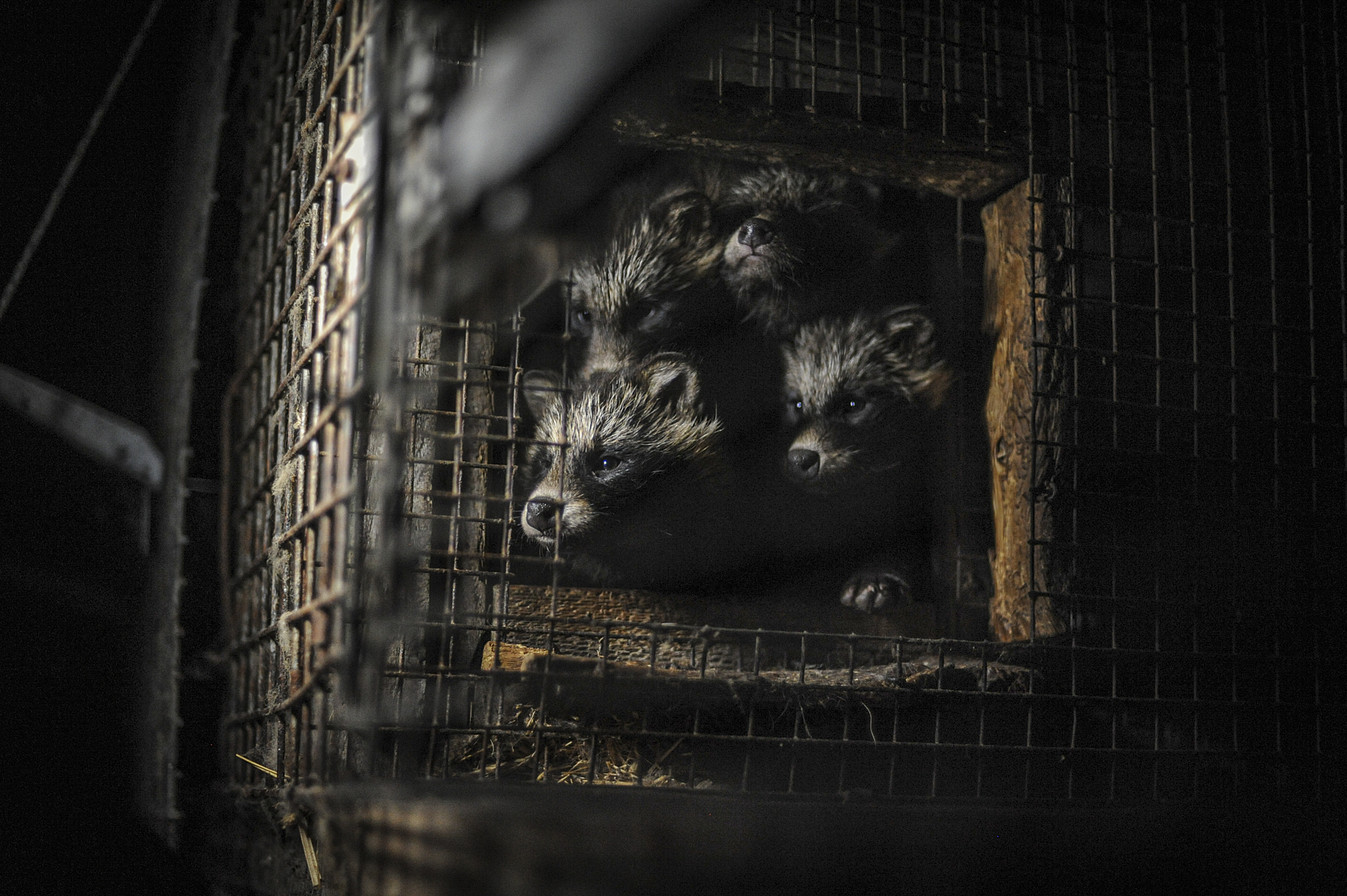 A family of raccoon dogs at a fur farm. Location undisclosed.