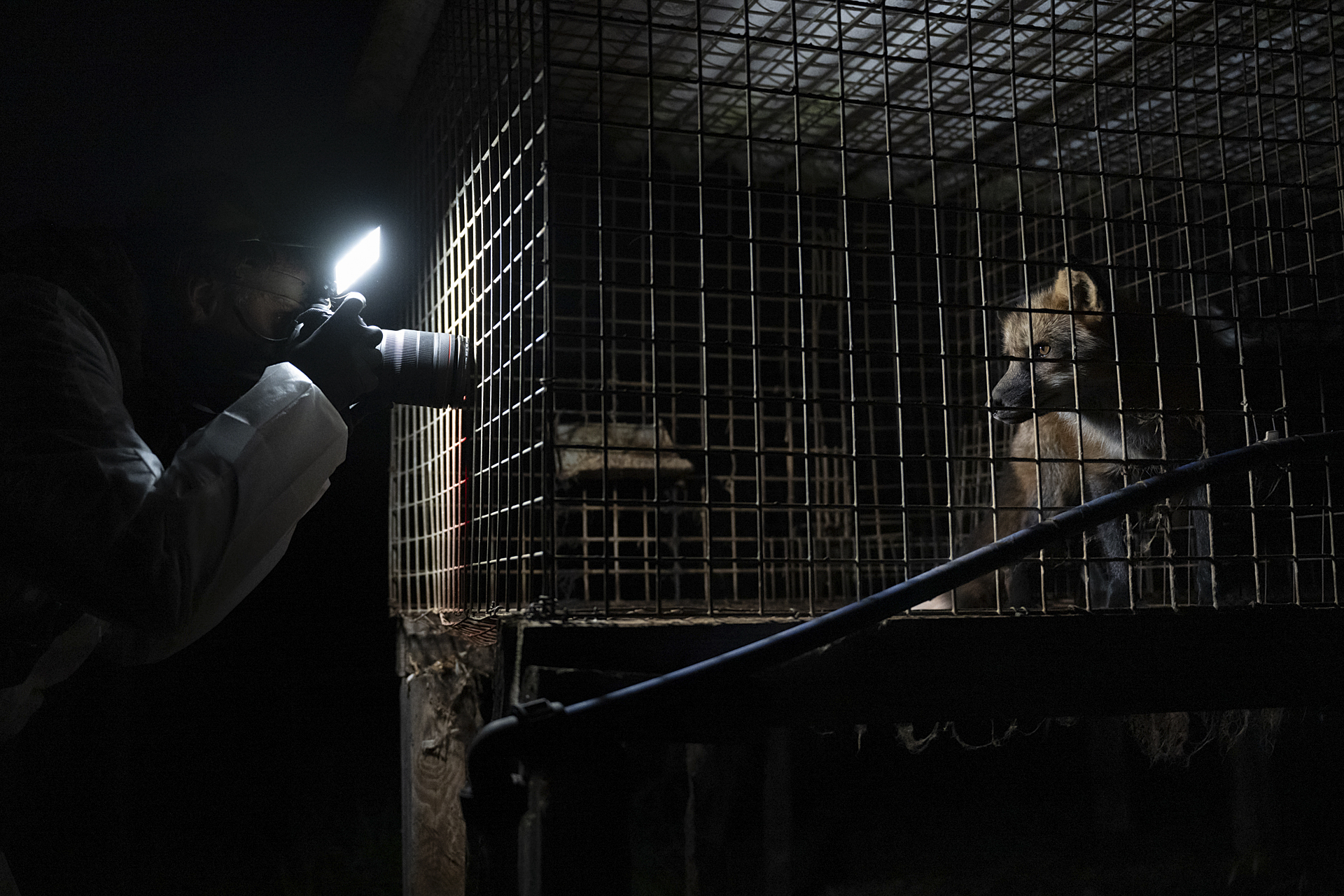 A red fox confined to a bare, wire-floored cage at a fur farm stares out as an investigator documents the fox's living conditions. Poland.