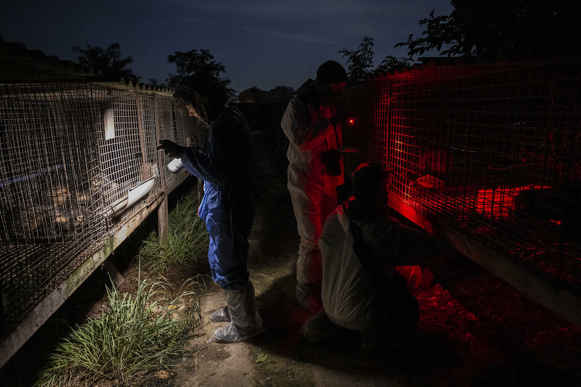In the early morning hours, investigators at a fur farm shine lights inside cages to document the foxes and raccoon dogs held there. Poland.
