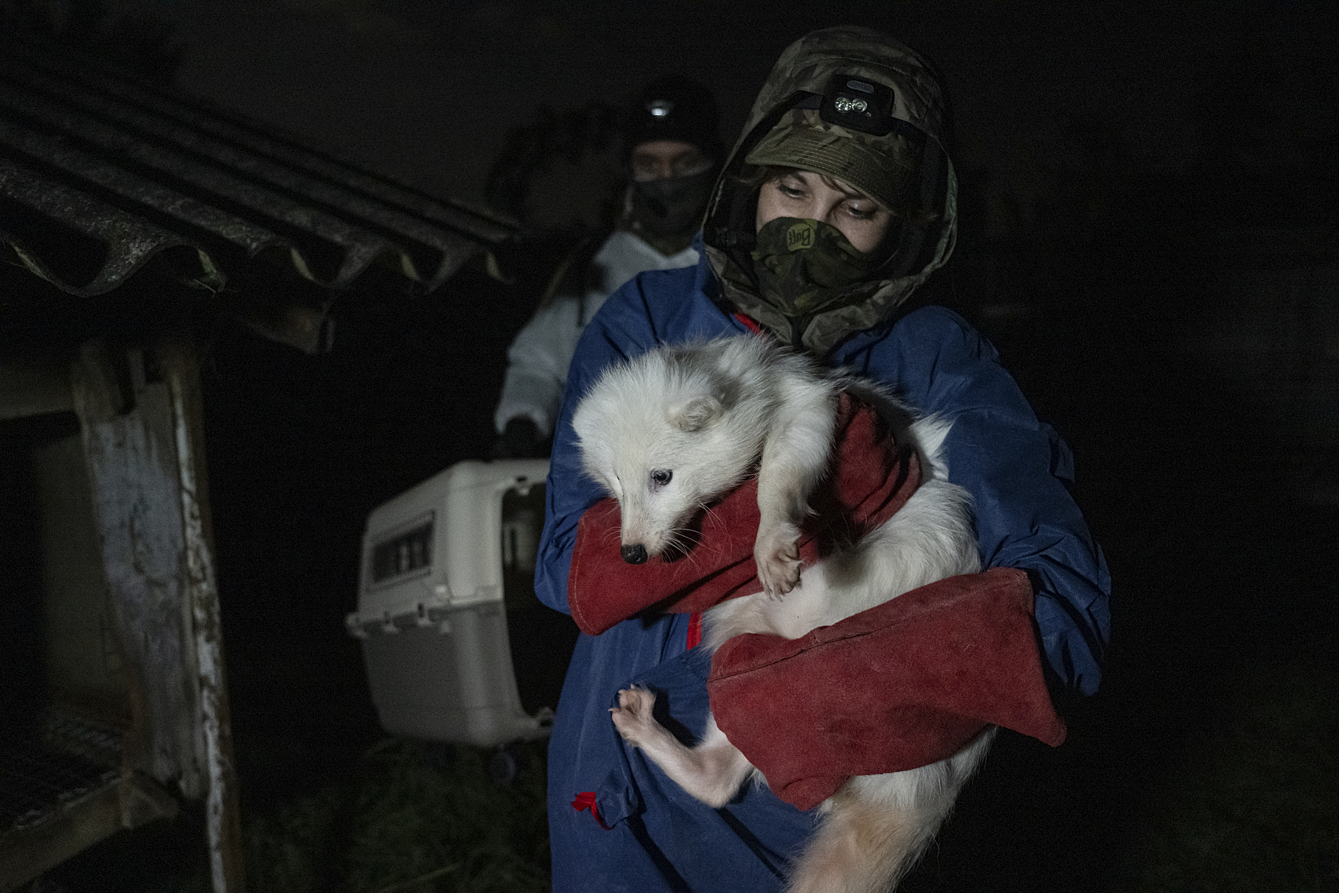 A female white raccoon dog is held in the arms of an investigator who carries her from a cage at a fur farm.