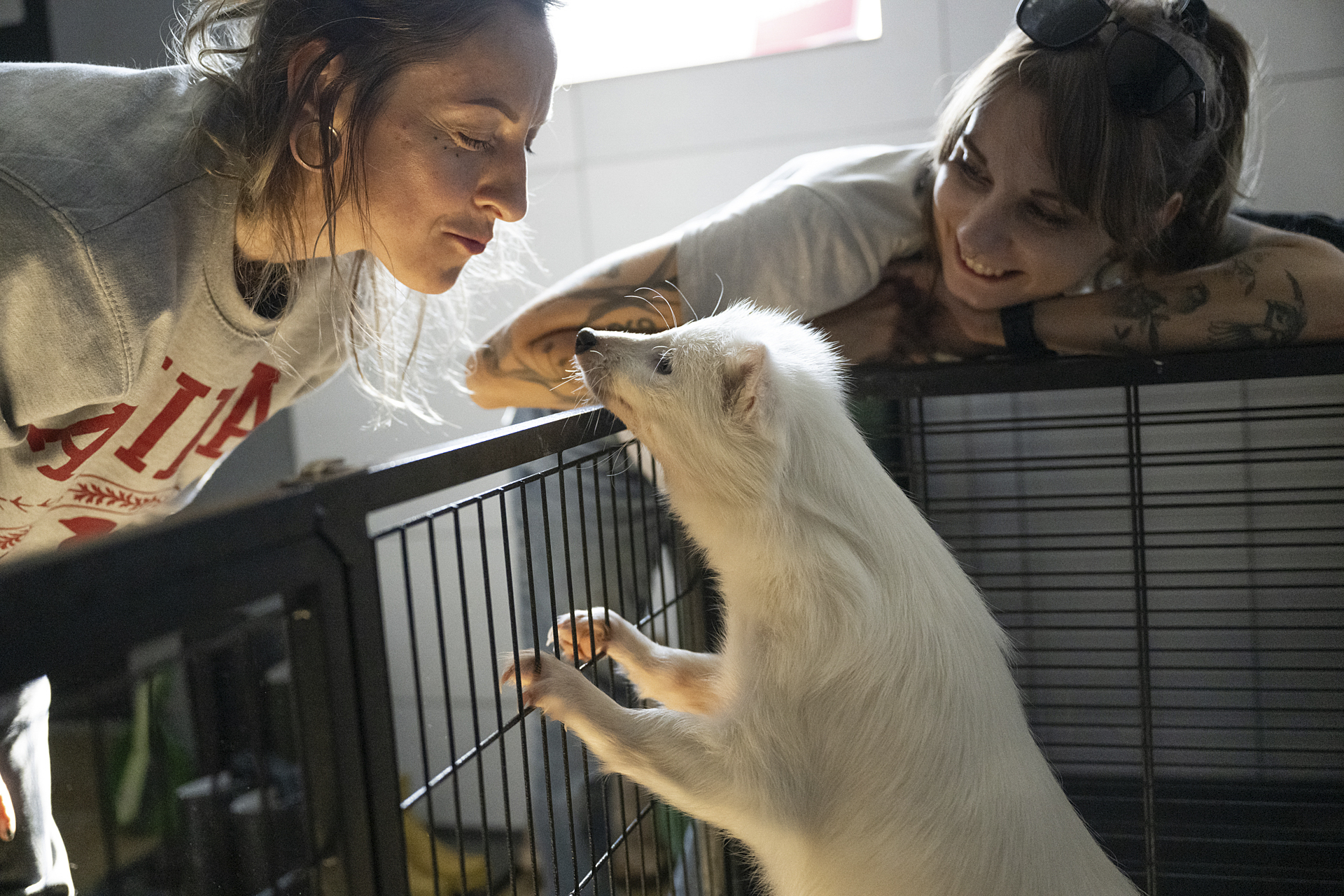 Sylwia Prokopiak (left) and Bogna Wiltowska (right) interact with Buba, a female white raccoon dog rescued from a fur farm the previous night.
