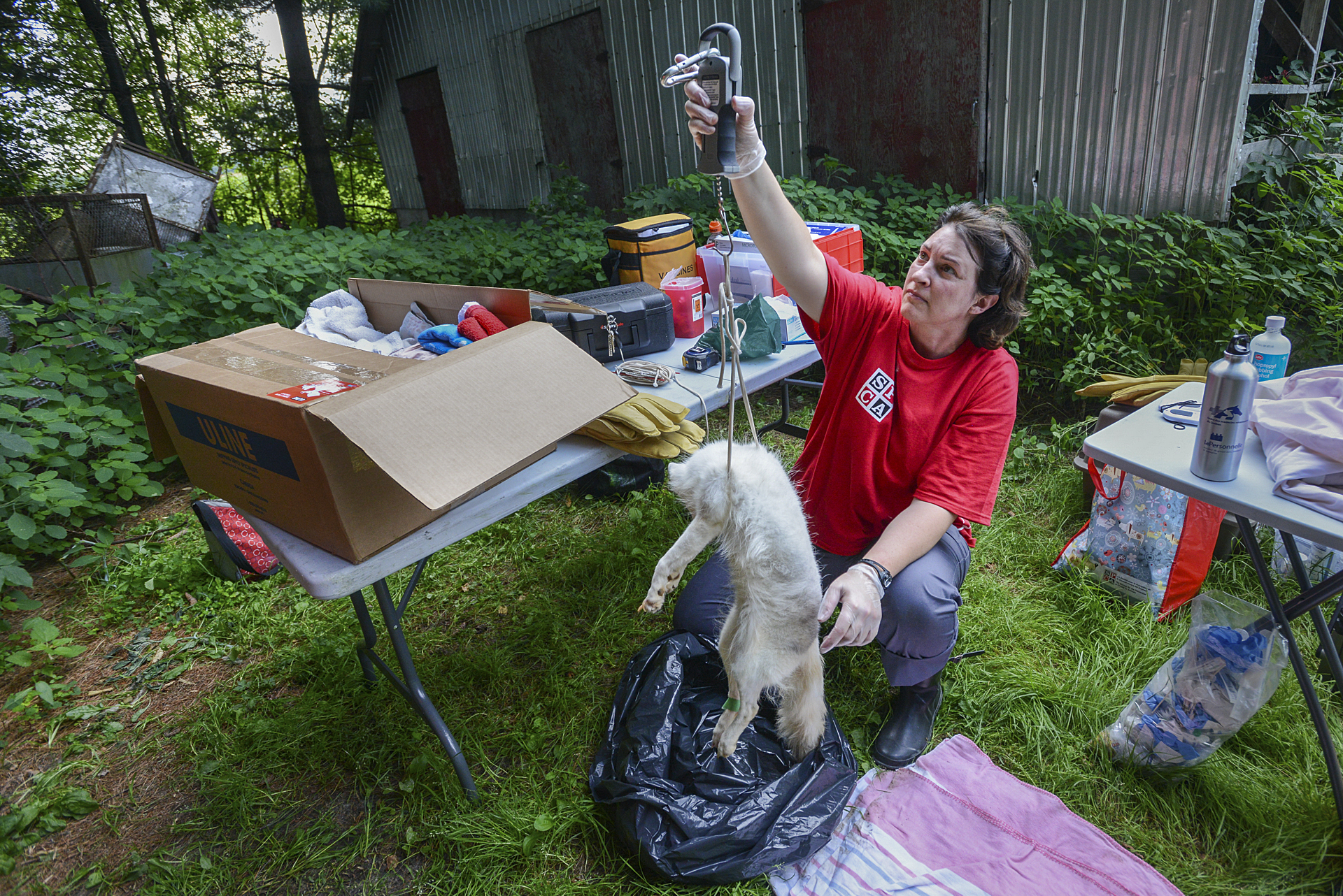 An SPCA veterinarian weighs a euthanized fox at a fur farm.