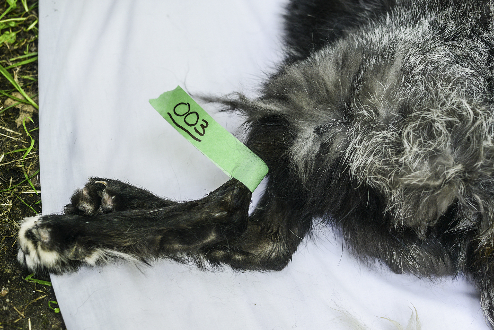 A dying fox has been euthanized during a fur farm investigation by the Montreal SPCA.