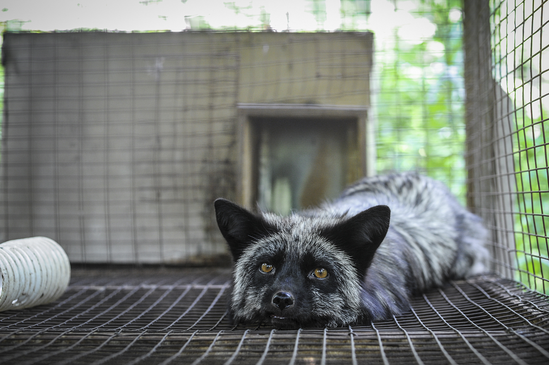 A silver fox in a cage at a fur farm in Quebec. The plastic tube is given to the foxes as enrichment.