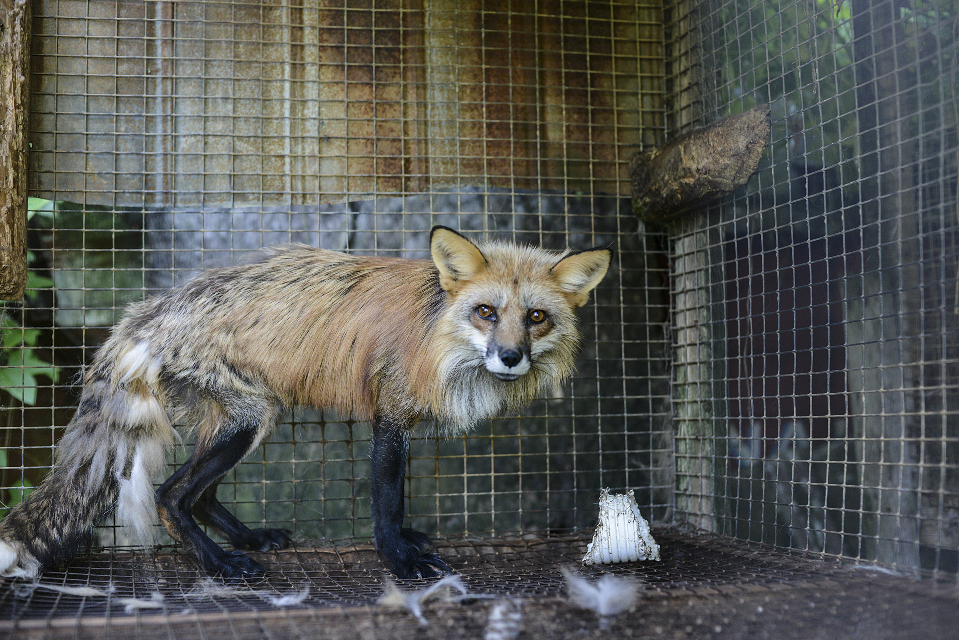 A red fox in a cage at a fur farm in Quebec. The plastic tube is given to the foxes as enrichment.
