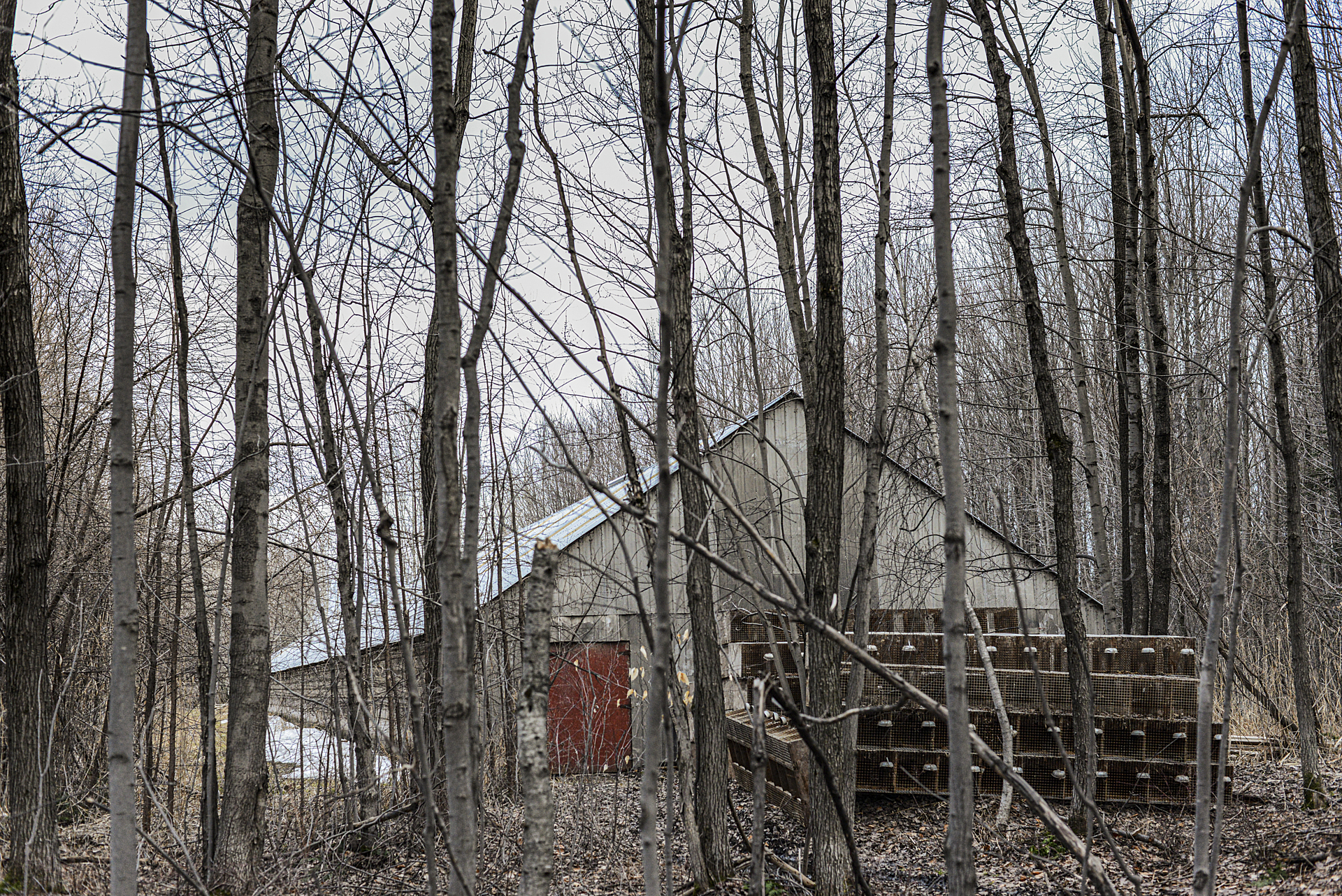 A mink shed in Quebec.