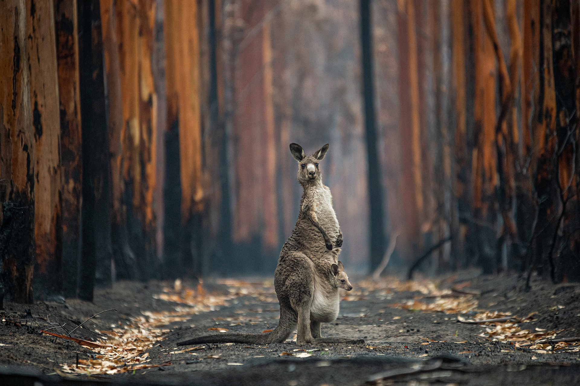 An Eastern grey kangaroo and her joey who survived the forest fires in Mallacoota. Mallacoota Area, Australia, 2020. Jo-Anne McArthur / We Animals