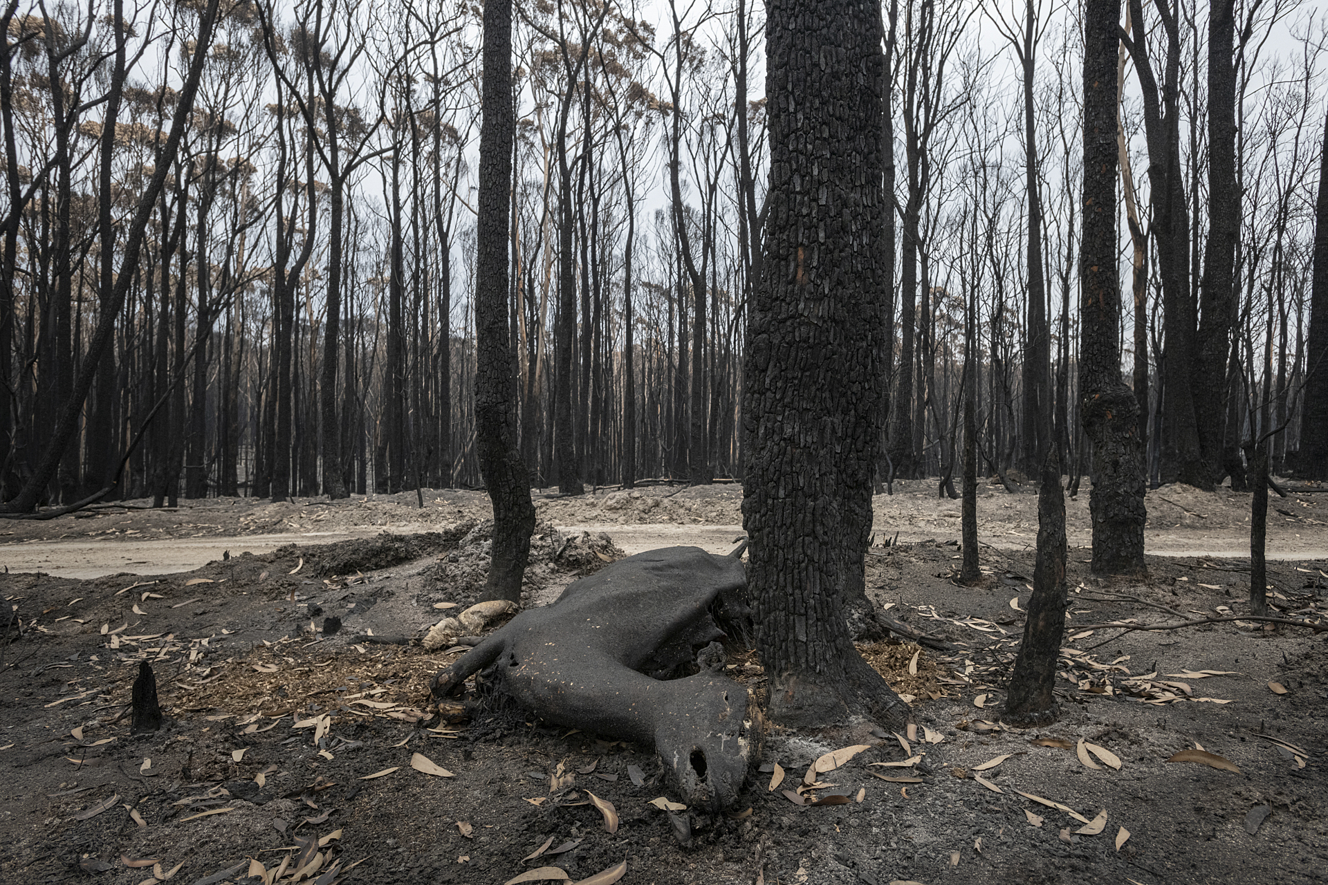 A deer who died in the forest fires in Mallacoota.